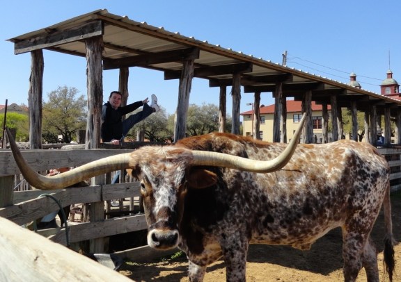 Colt.45, Fort Worth herd longhorn, Stockyards, Fort Worth, TX - March 2013