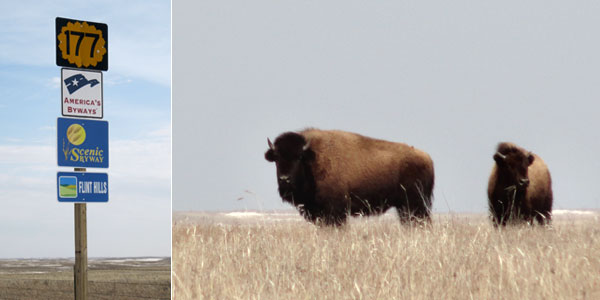(L) Entering the Flint Hills Scenic Byway. (R) Moody bison stares down curious hikers.