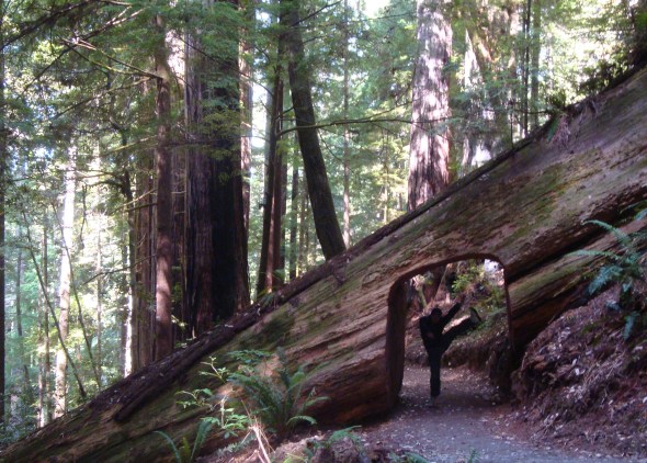 Tall Trees Grove trail, Redwood National Park, CA - August 2011