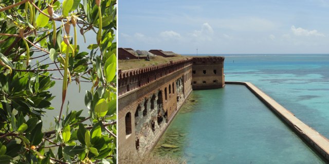 Closeup of Mangroves at Biscayne, View from the rampart of Fort Jefferson.