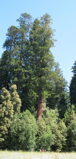 Tall tree (center) - can you find us?