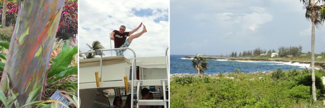 Colorful bark of the rainbow gum tree, kicking on board the Double Trouble, coastal Grand Cayman.