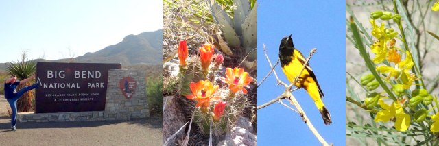 Big-Bend-Header