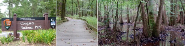 congaree_header