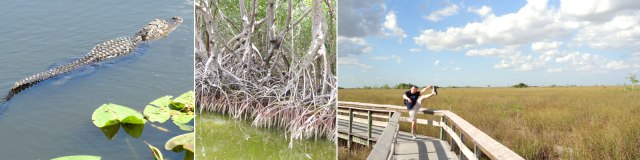 everglades_header