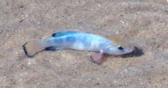salt-creek-pupfish
