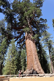 GrizzlyGiantMariposa
