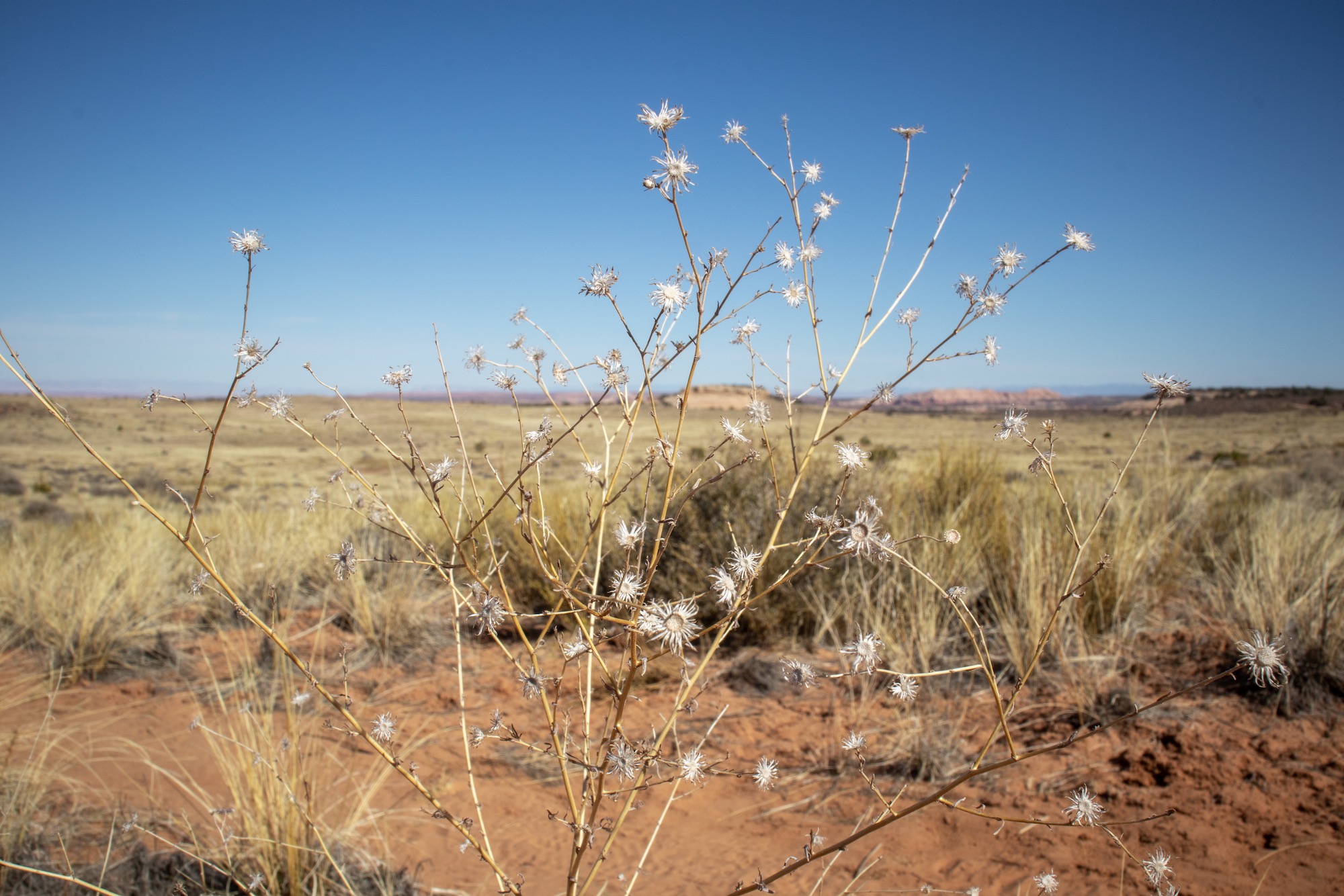 Canyonlands National Park, Island in the Sky section. We hiked 8 miles out and back on the Lathrop Trail.