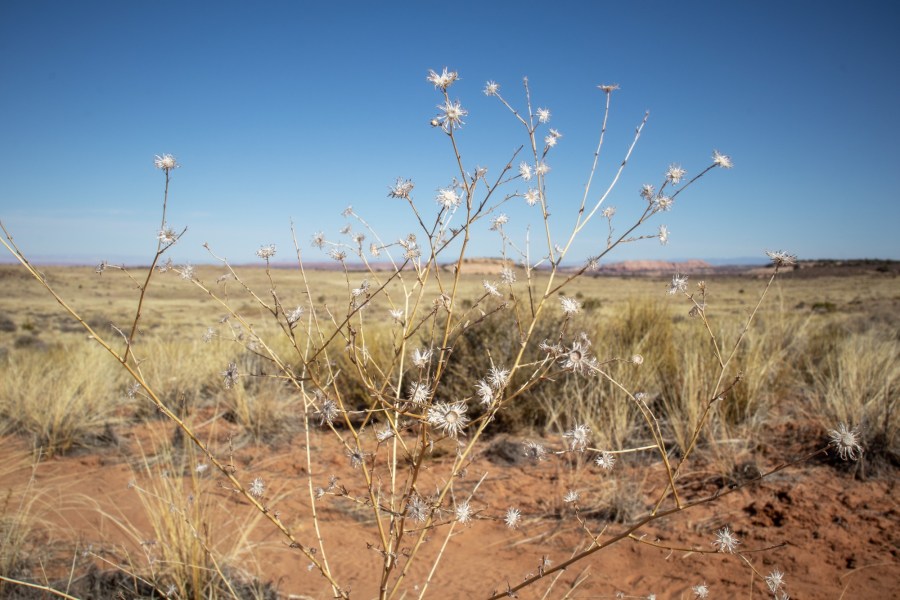 Canyonlands National Park, Island in the Sky section. We hiked 8 miles out and back on the Lathrop Trail.