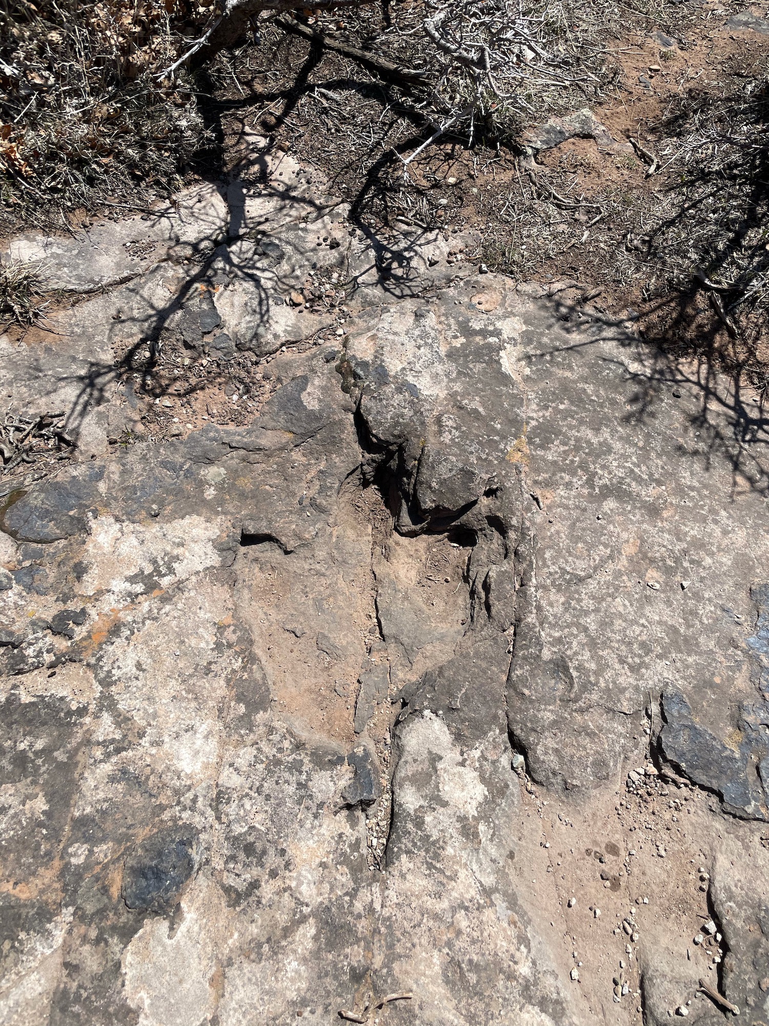 Dinosaur Tracks at the Bull Canyon Overlook in the La Sal Mountains.
